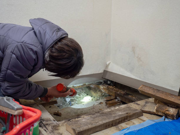 Best Mold Removal for HVAC Installations  in Independence, KY