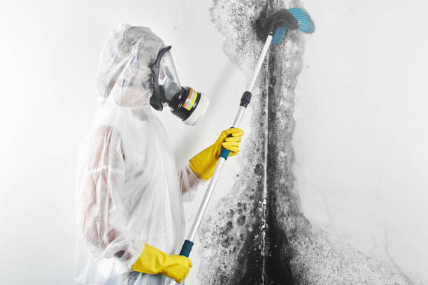 Best Mold-Related Health Consultation  in Independence, KY