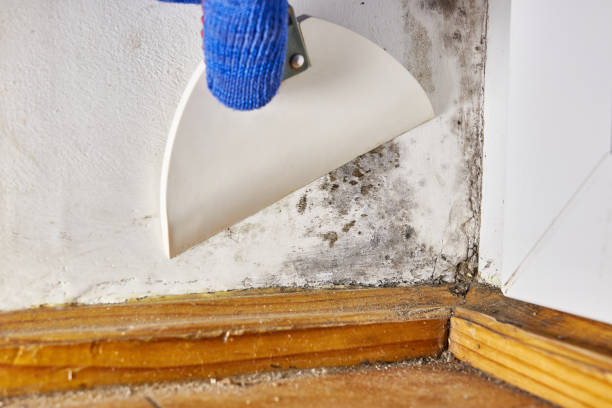 Best Mold Prevention Services  in Independence, KY